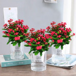 庭院日本海棠花苗 大红花的盆栽魅力与养护要点