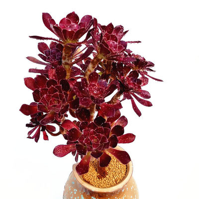 黑法师韶羞多肉植物盆栽 巫毒手捧花与蔬菜的趣味推荐