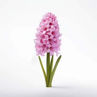 鸢尾专题模板与鸢尾图片素材下载指南