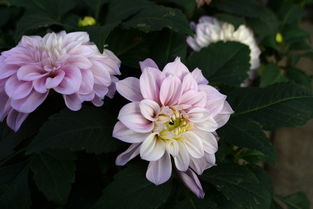 温室花卉与蔬菜的栽培与管理