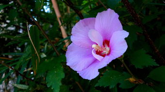 花语世界 花卉的文化意蕴与生活美学