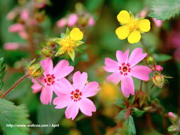 花卉摄影壁纸 一花一世界，捕捉自然的诗意瞬间
