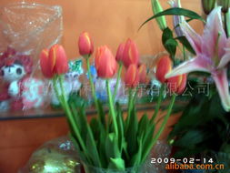 陕西绿洲种苗花卉——精品鲜花产品全览