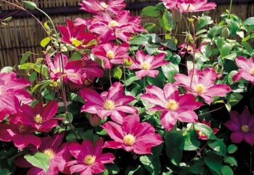 新手养花选它！花中精品轻松爬满墙，花朵大又美，还能当蔬菜吃