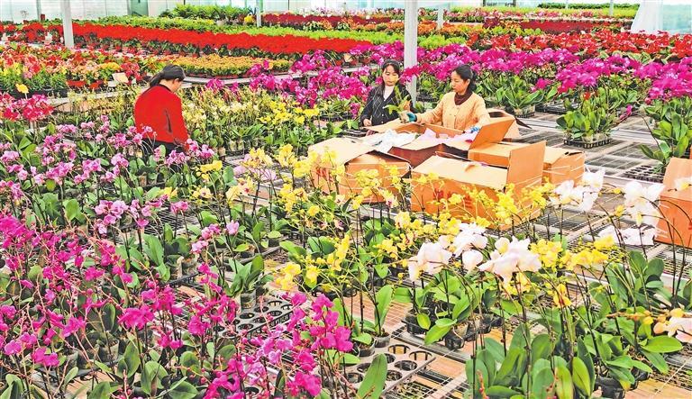 临夏县 冬日鲜花产销两旺 花卉经济绽放新活力