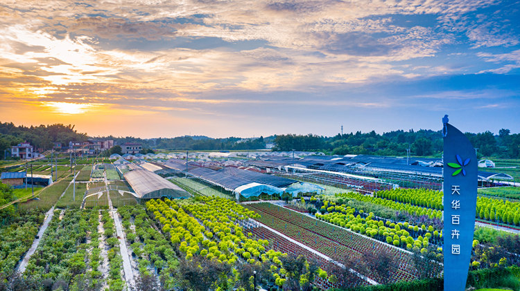 大足两会特别报道丨花卉 2022年精美的'时刻'会说话