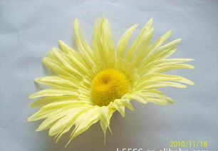 仿真花、假花、手工花与鞋花市场概览 价格、厂家与图片解析