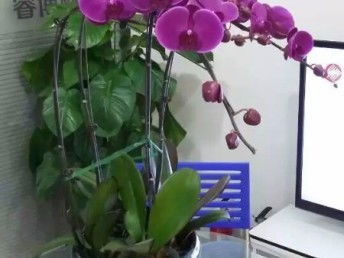 天津花卉绿植 从观赏到生活，一站式生态服务体验