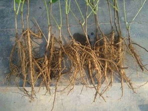 菏泽市望发牡丹芍药种植专业合作社 用高清视觉呈现花卉之美