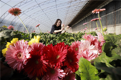河北唐山丰南区 冬日花卉种植 美丽经济助增收