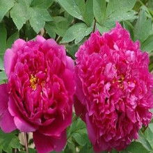 盆栽精品花卉 从选购、批发到源头厂家全解析